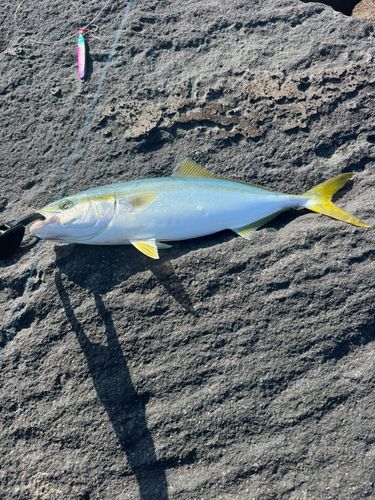ワカシの釣果