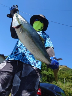 ブリの釣果
