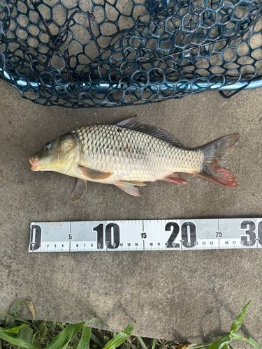 コイの釣果