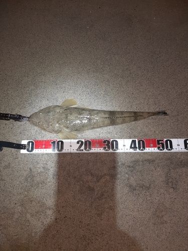 マゴチの釣果