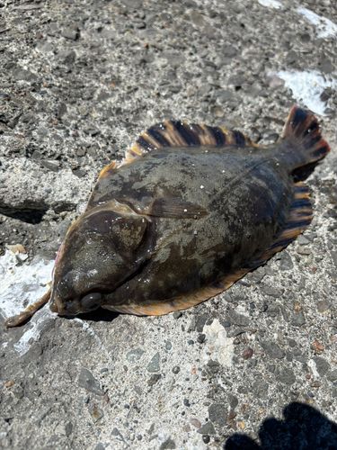 カレイの釣果
