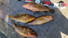 キジハタの釣果