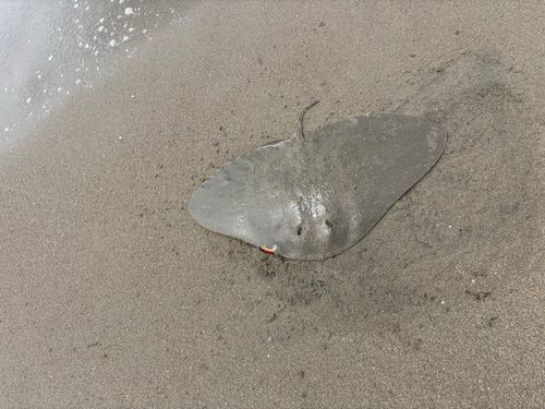 ツバクロエイの釣果
