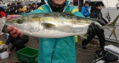 ワラサの釣果