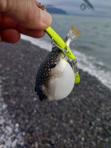 クサフグの釣果