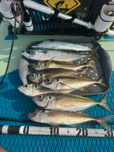 マアジの釣果
