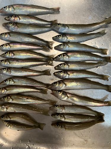 キスの釣果