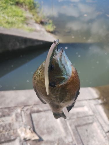 ブルーギルの釣果