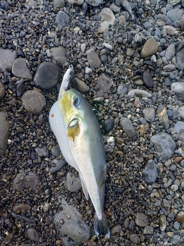 シロサバフグの釣果