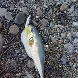 シロサバフグ