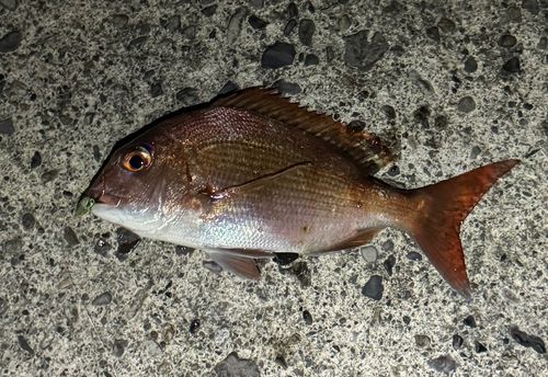 マダイの釣果
