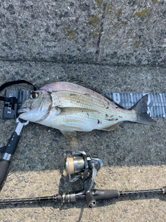 ヘダイの釣果