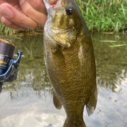 スモールマウスバス