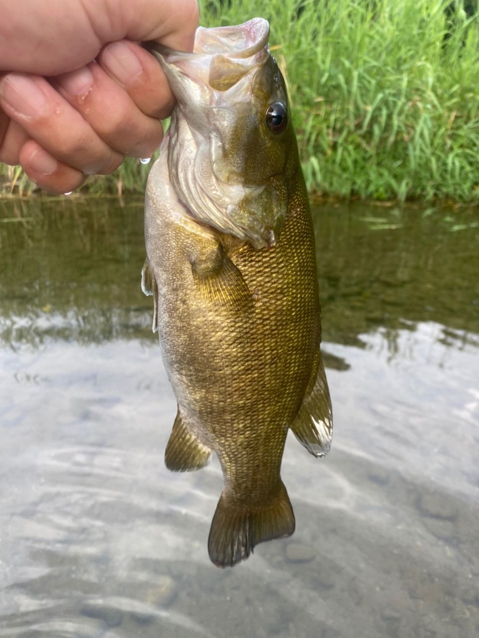 スモールマウスバス