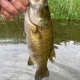 スモールマウスバス