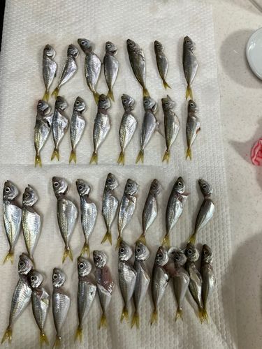 アジの釣果