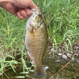 スモールマウスバス