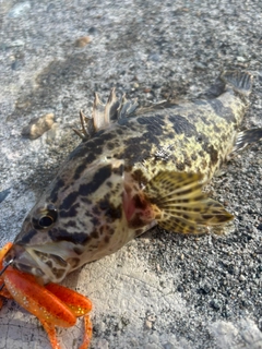 タケノコメバルの釣果