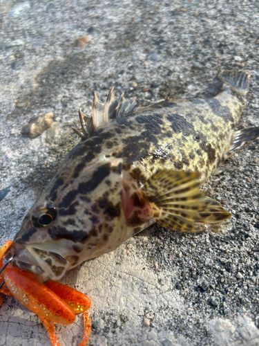 タケノコメバルの釣果