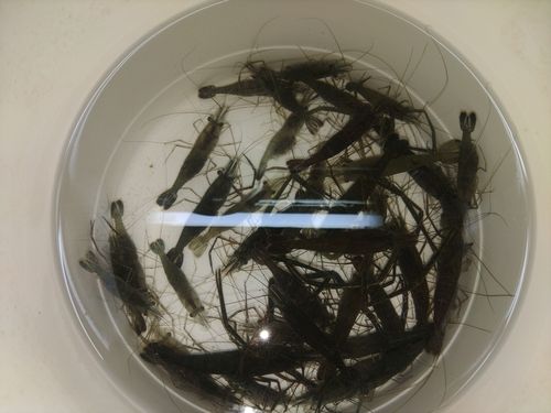 テナガエビの釣果