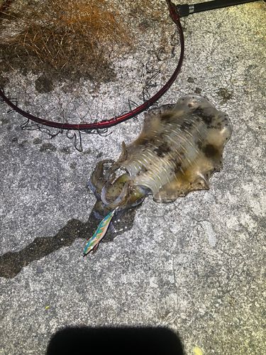 アオリイカの釣果