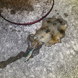アオリイカ