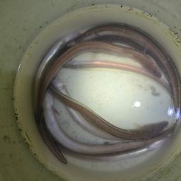 アナゴ