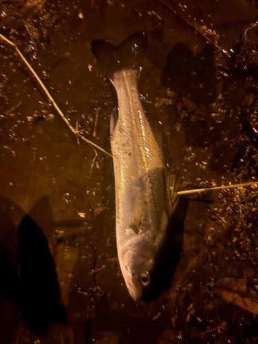 スズキの釣果