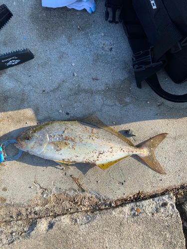 ショゴの釣果