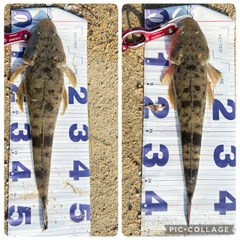 釣果