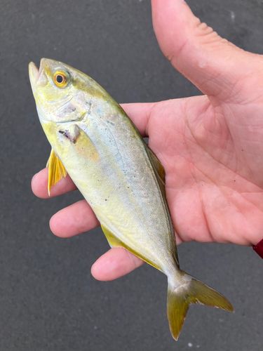 ショゴの釣果