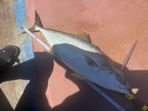 メジロの釣果