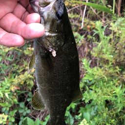 スモールマウスバス