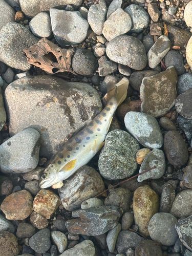 ヤマメの釣果