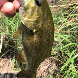 スモールマウスバス