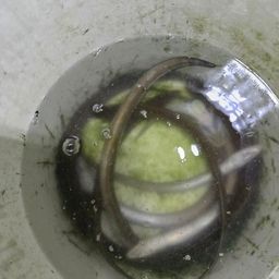 アナゴ