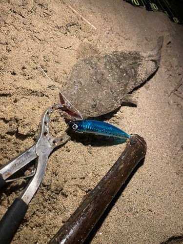 マゴチの釣果