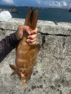 クルバニーアカジンの釣果