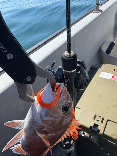 マダイの釣果