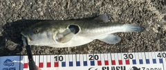 フグの釣果