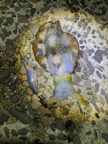 アオリイカの釣果