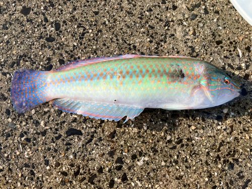 ベラの釣果