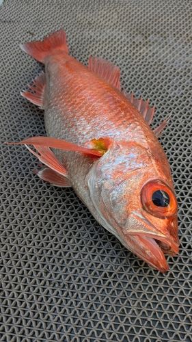 アカムツの釣果