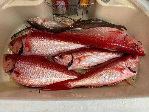 ハマダイの釣果