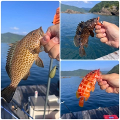 オオモンハタの釣果