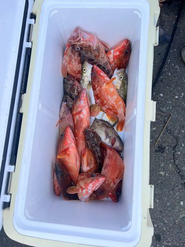 アカハタの釣果