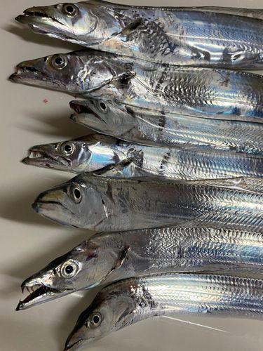 タチウオの釣果
