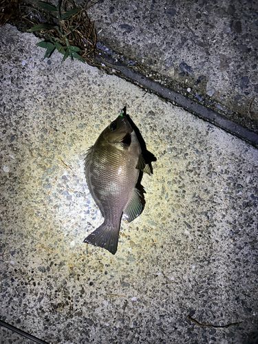 グレの釣果