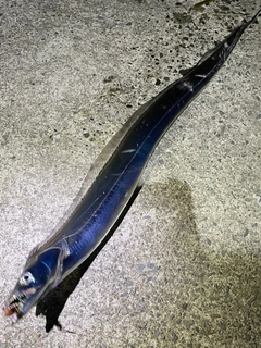 タチウオの釣果
