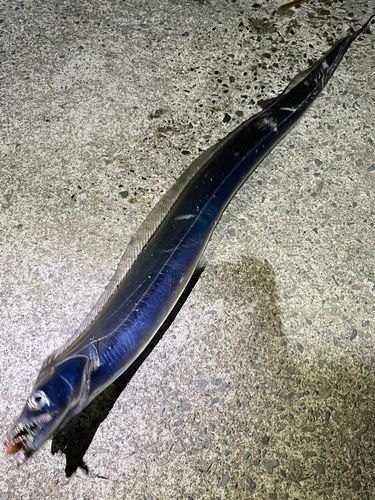タチウオの釣果